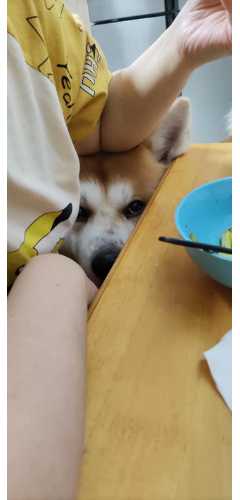 #萌犬秋田一枚